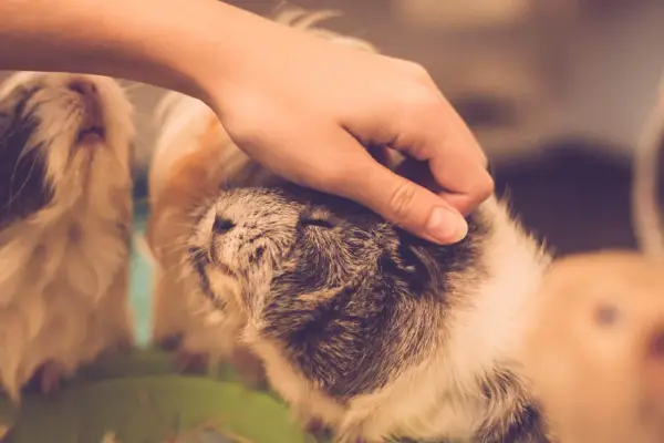 Eine Hand streichelt sanft ein Meerschweinchen. Ein weiteres Meerschweinchen ist im Hintergrund zu sehen.