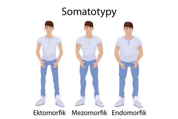 Trzech mężczyzn: ektomorfik, mezomorfik i endomorfik, prezentuje różne typy budowy ciała.