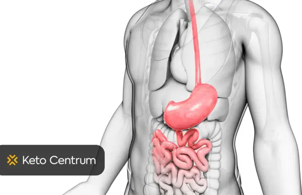 Anatomia układu pokarmowego. Szukaj przepisów na dietę przy chorym woreczku żółciowym w Keto Centrum.