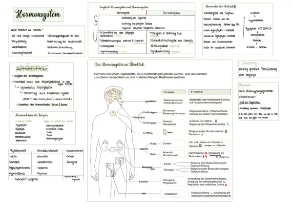 Das Hormonsystem steuert Wachstum, Stoffwechsel und Emotionen. Hormone sind chemische Botenstoffe, die über das Blut transportiert werden.