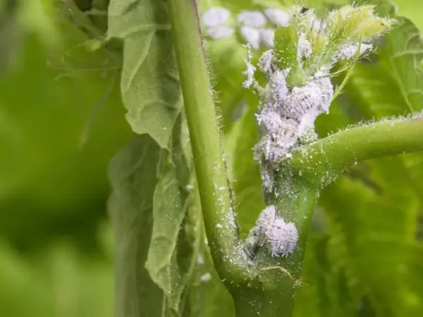 Gros plan sur une tige de plante envahie par des cochenilles cotonneuses, nécessitant un traitement rapide.