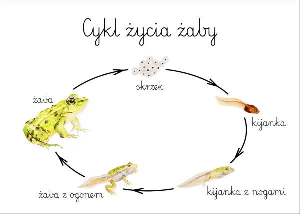 Cykl życia żaby: od skrzeku, przez kijankę, kijankę z nogami, żabę z ogonem, aż do dorosłej żaby. Tak rozmnażają się żaby.