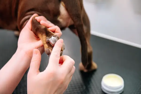 Naturalne preparaty ochronne do łap dla psa. Dlaczego warto je stosować? Poznaj nowości od Totobi