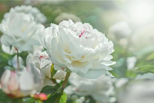 Una hermosa flor blanca de peonía, con pétalos suaves y delicados, se abre bajo la luz del sol.