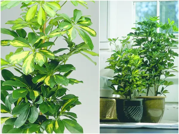 Schefflera variegata, popularne kwiaty doniczkowe, zielone liściaste rośliny o żółtych przebarwieniach.
