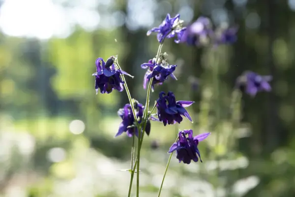 Mörklila aklejor blommar i solljus. Deras unika kronblad liknar små dansande figurer i den lummiga trädgården.