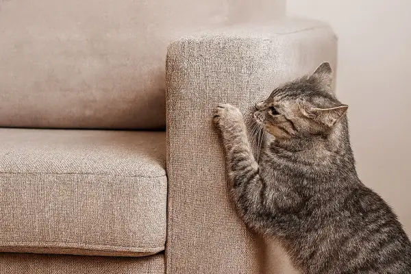 Un gatto tigrato graffia un divano in microfibra beige.