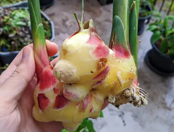 Main d'une personne tenant des rhizomes de gingembre frais, prêts à faire pousser du gingembre.