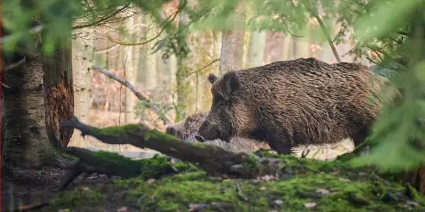 Co symbolizuje dzik we śnie? Poznaj duchowe znaczenie i interpretację snu
