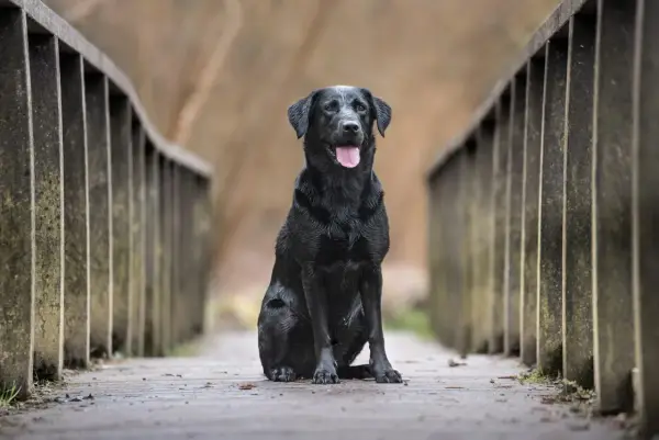 Czarny labrador, być może najdłużej żyjący labrador w Polsce, siedzi na drewnianym moście, z językiem na wierzchu.