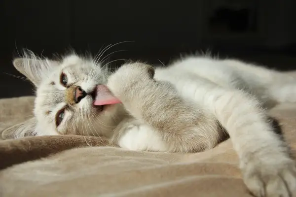 Gato blanco con lengua rosada lamiendo su pata. Mi gato se lame mucho, es un ritual de limpieza.