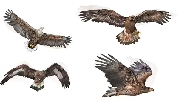 Fyra illustrationer av stora rovfåglar i flykt. En vitkindad örn, en kungsörn och två unga havsörnar visar upp sina imponerande vingbredder.