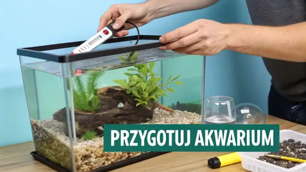 Akwarium dla gupików: Jaki rozmiar i sprzęt? Uniknij pomyłek!