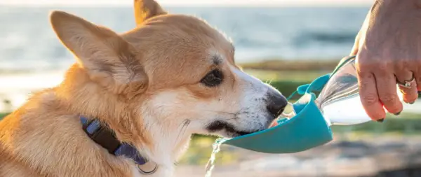 Un perro bebe agua de un bebedero portátil. La cantidad de cuanta agua debe beber un perro varía según su tamaño y actividad.