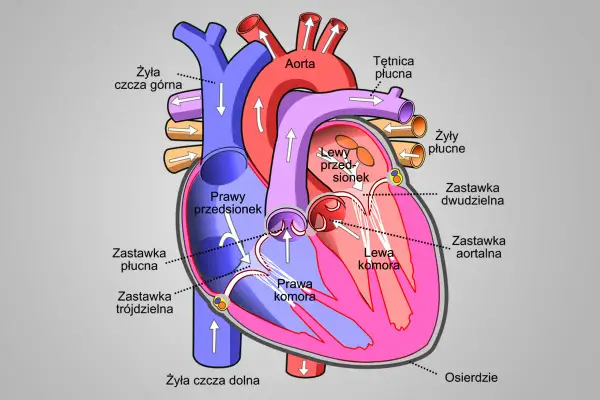 Budowa serca człowieka - Jak zrozumieć i zapamiętać anatomię?