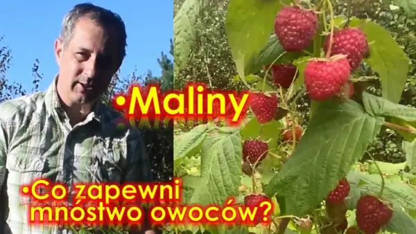 Kiedy jest sezon na maliny? Poznaj najlepszy czas na zbiór owoców