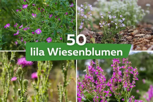 Vier Bilder von lila Wiesenblumen, darunter Karde und Weidenröschen. Die Namen der lila Blumen sind hier zu finden.