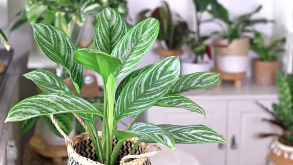 Aglaonema odmiany z pięknymi, pasiastymi liśćmi w odcieniach zieleni i bieli, wpleciona w pleciony koszyk.