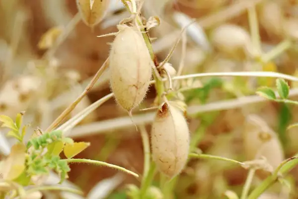 Gousses de pois chiche mûres sur leur tige, prêtes pour la récolte. La culture du pois chiche est essentielle pour l'alimentation.