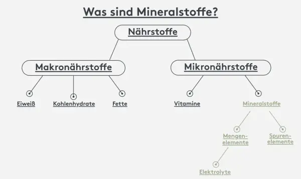 Übersicht: Nährstoffe sind Makro- (Eiweiß, Kohlenhydrate, Fette) und Mikronährstoffe. Mineralstoffe, wichtig für Körperfunktion, sind Mikronährstoffe, unterteilt in Mengenelemente und Spurenelemente.
