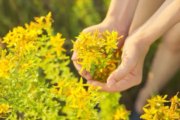 Manos recolectando flores amarillas de hierba de san juan en un campo soleado.