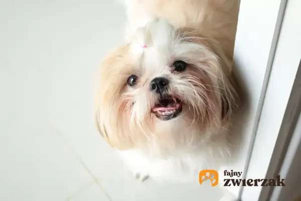 Urocza miniaturka shih tzu z różową kokardką na głowie, patrząca z zaciekawieniem.