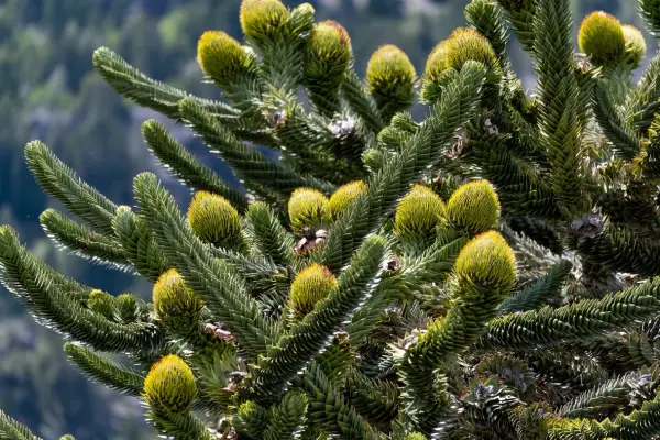 Gros plan sur les cônes et les aiguilles d'un Araucaria, une des variétés de pins et sapins aux formes uniques.