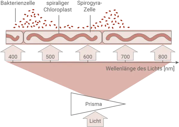 Der Engelmannsche Bakterienversuch zeigt, wie Bakterien sich an Spirogyra-Zellen ansammeln, die von Licht verschiedener Wellenlängen bestrahlt werden.