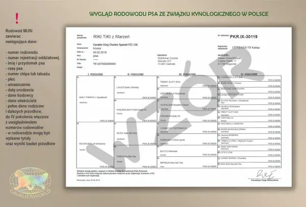Rodowód eksportowy psa: Sprowadź szczeniaka z zagranicy bez ryzyka