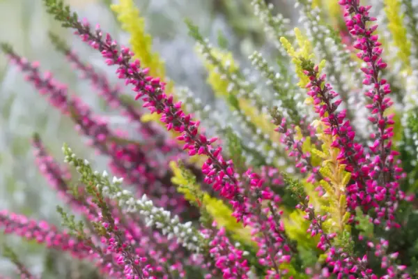 Bunte Heideblüten in Pink, Weiß und Gelb. Eine schöne Erinnerung daran, was man im Herbst pflanzen kann, um Farbe in den Garten zu bringen.