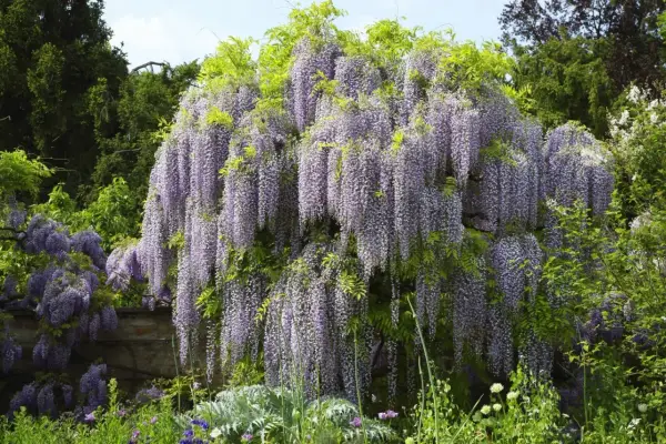 Obficie kwitnąca wisteria w kolorze fioletowym, tworząca kaskady kwiatów. To piękny widok, kiedy wisteria kwitnie wiosną.