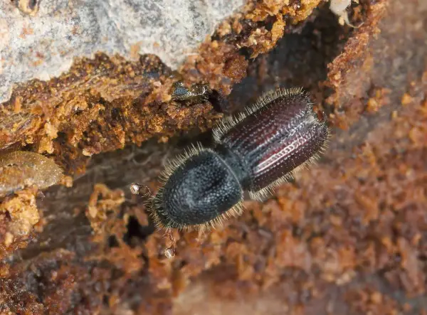 A close-up shows what bark beetles look like: a dark, fuzzy beetle with segmented wings, nestled in rough, brown wood.