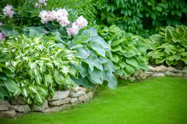 A lush garden bed features variegated and solid green hostas plants, bordered by a stone wall and a vibrant green lawn.