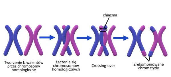 Crossing over - Przebieg, znaczenie i jak nie pomylić pojęć?