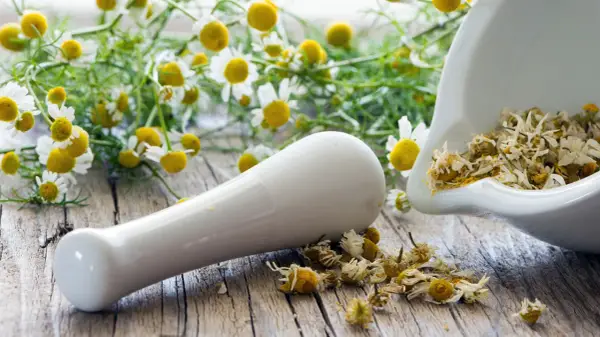 Mörser mit getrockneten Kamillenblüten und frischen Kamillenblüten im Hintergrund. Die beruhigende kamillentee wirkung wird hier bildlich dargestellt.