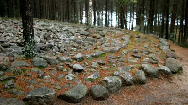 Kamienne kręgi w lesie, otoczone sosnowymi igłami i mchem. Stare kamienie tworzą tajemniczy krąg.
