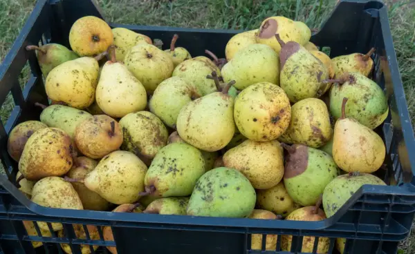 Schwarze Kiste voller reifer Birnen, bereit zum Lagern. Die Früchte sind gelb-grün mit braunen Sprenkeln.
