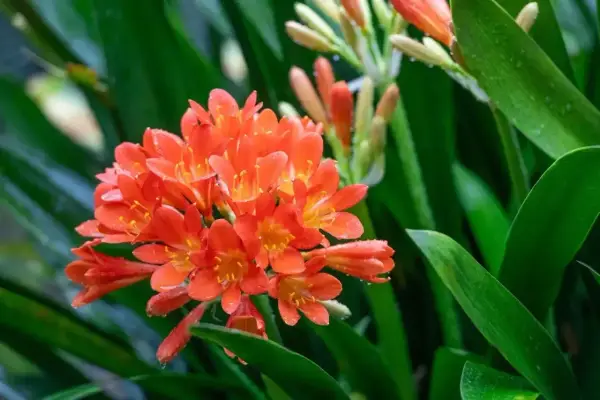 Kwitnąca kliwia z pomarańczowymi kwiatami. Zastanawiasz się, dlaczego kliwia nie kwitnie? Może potrzebuje więcej światła lub chłodniejszego okresu spoczynku.