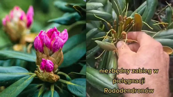 Dwa ujęcia rododendronu: jeden z pąkami różowych kwiatów, drugi z uschniętymi kwiatostanami, sugerujący, że rododendron nie kwitnie.