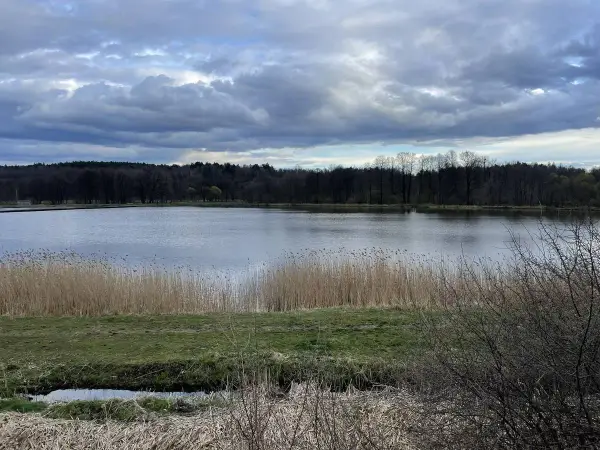 Spokojne jezioro otoczone lasem, idealne na spacer. Trasa w Jastrzębiu-Zdroju zachwyca o każdej porze roku.