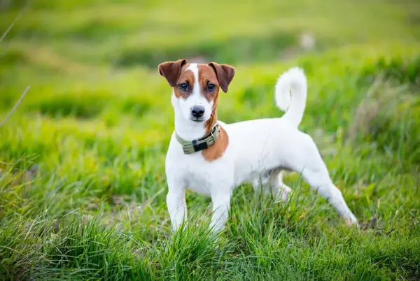 Jack Russell Terrier ma włosy czy sierść? Poznaj tajemnice jego futra