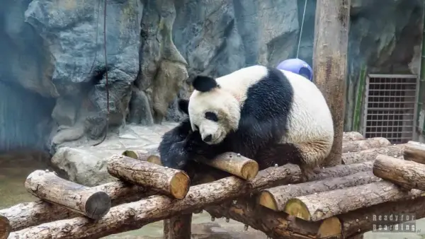 Panda w zoo - Wielka czy mała? Gdzie i kiedy ją zobaczyć?