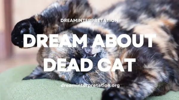 Un gato atigrado duerme boca arriba. El texto dice "DREAM ABOUT DEAD CAT", sugiriendo que podrías soñar con gatos muertos.