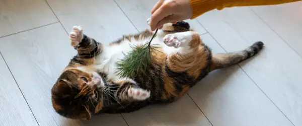 Un gato atigrado se revuelca en el suelo, con las patas en el aire, mientras una mano le hace cosquillas con una ramita de pino.