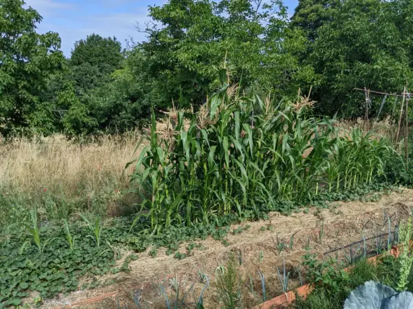 Un champ de semis de maïs verdoyants, avec des rangées de légumes et de la paille au premier plan, sous un ciel bleu.