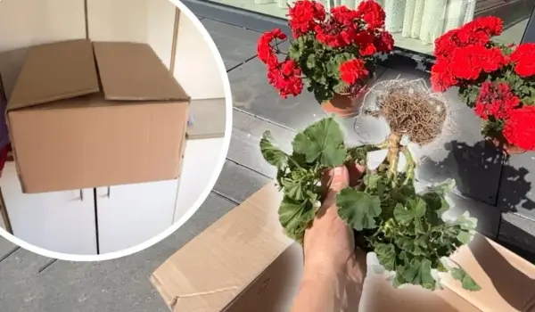 Jak przezimować pelargonie w kartonie? Przygotowanie roślin do zimowania, wykopanie z ziemi i schowanie do kartonu.