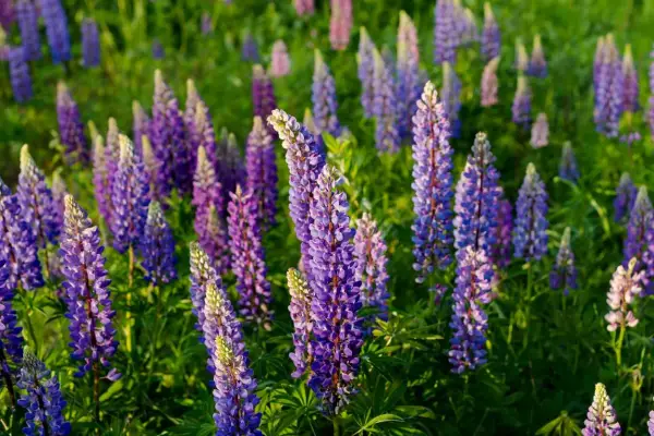 Champ de lupins fleurs aux teintes violettes et bleues, baigné par la lumière du soleil.