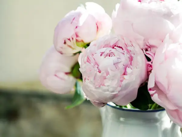 En bukett med mjuka, ljusrosa pioner i en vit vas. De fluffiga blommorna är i full blom och skapar en romantisk känsla.