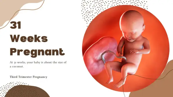 31 ssw: Ein Baby, so groß wie eine Kokosnuss, entwickelt sich im Mutterleib. Dritte Schwangerschaftswoche.