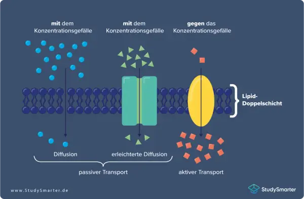 Zellmembran mit passiven und aktiven Transportmechanismen. Tunnelproteine erleichtern den Stofftransport über die Lipiddoppelschicht.